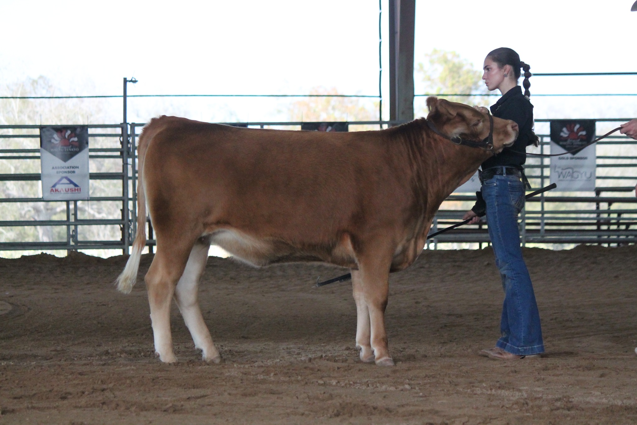 Exhibitor presenting Akaushi heifer